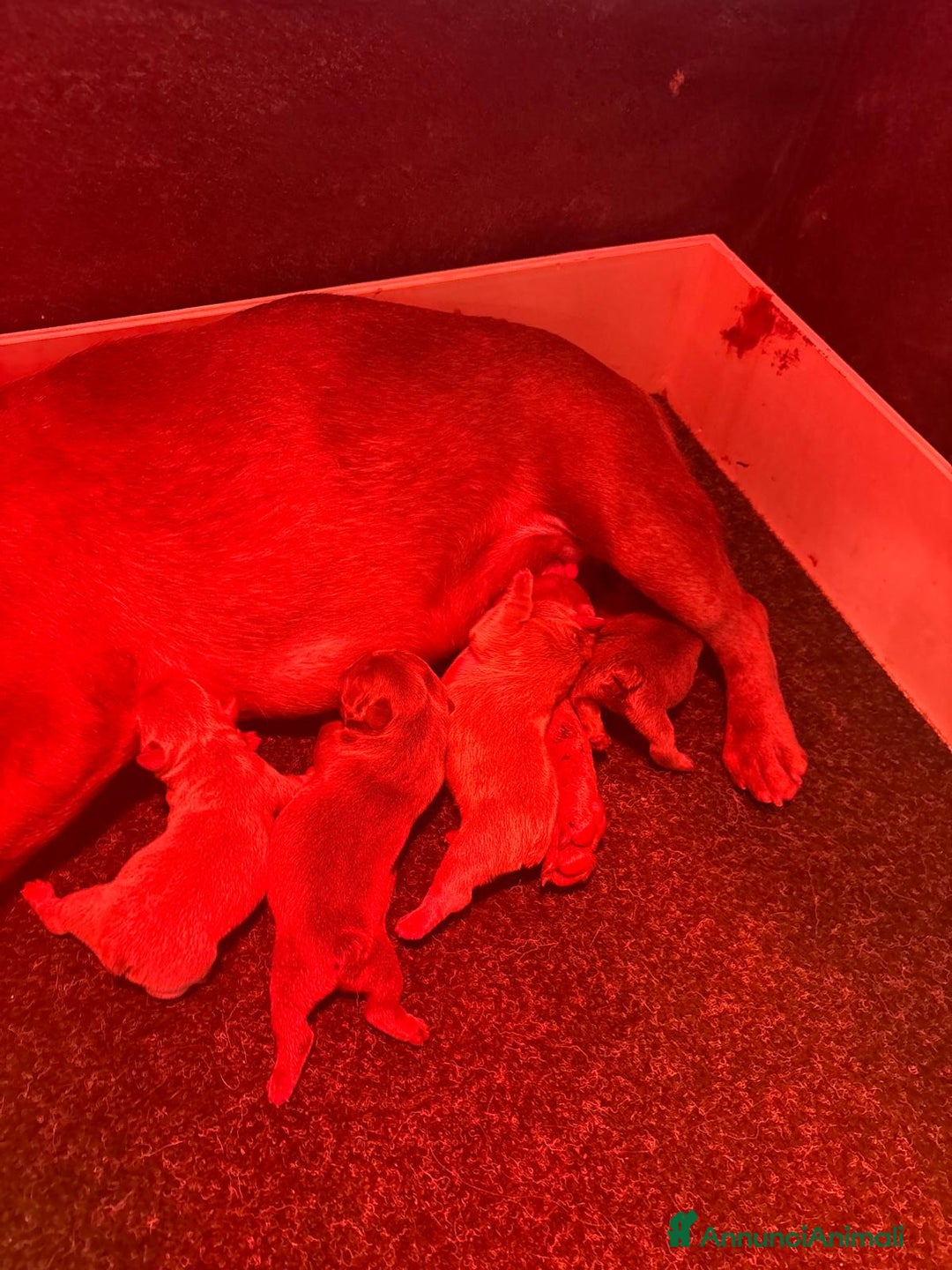 Bulldog Francese cani in vendita: Bulldog francese  - Immagine 2