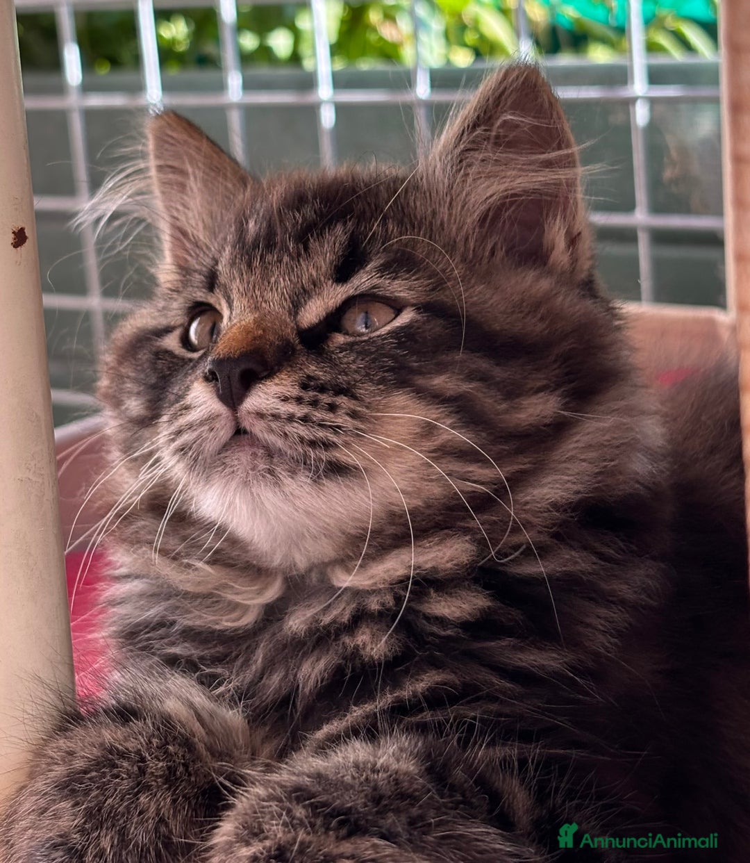 Siberiano gatti in vendita: Siberiano gattino ipoallergenici - Annuncio 6