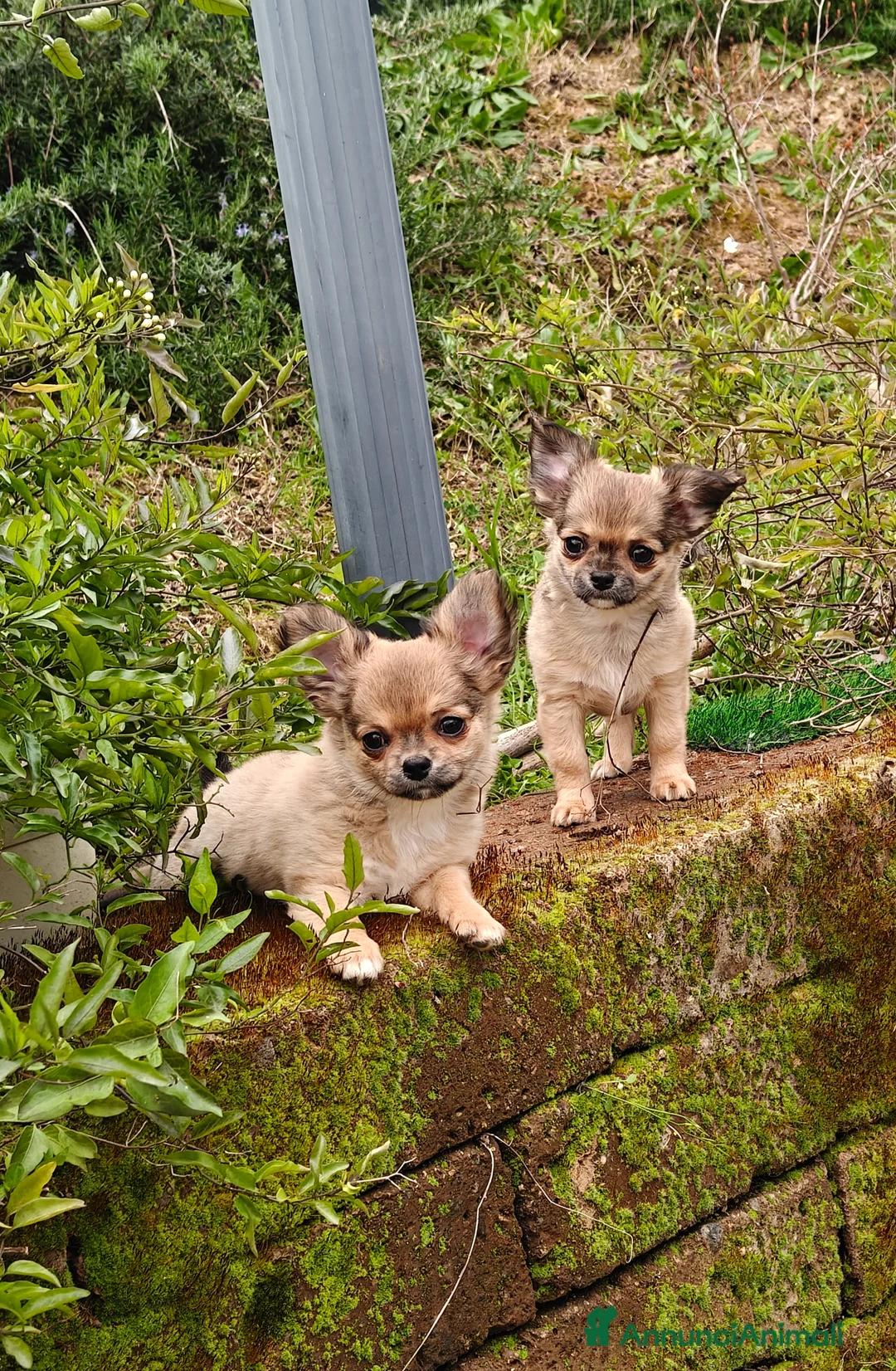Chihuahua cani in vendita: Chihuahua con pedigree ENCI 🇮🇪 - Annuncio 1