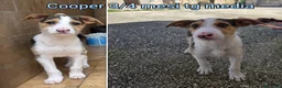 Meticcio cani in regalo: TANTI CUCCIOLI SOLI! a Provincia di Vicenza - Annuncio 13