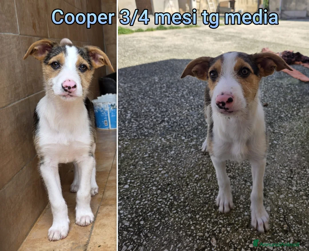 Meticcio cani in regalo: TANTI CUCCIOLI SOLI! a Provincia di Vicenza - Annuncio 13