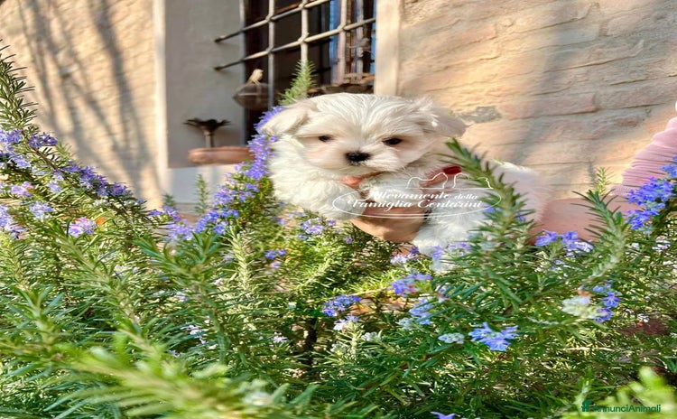 Maltese cani a Provincia di Padova - Annuncio 4
