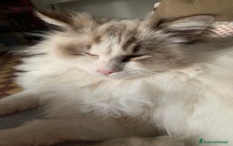 Ragdoll gatti in vendita: maschio ragdoll adulto  a Provincia di Forlì-Cesena - Immagine 4
