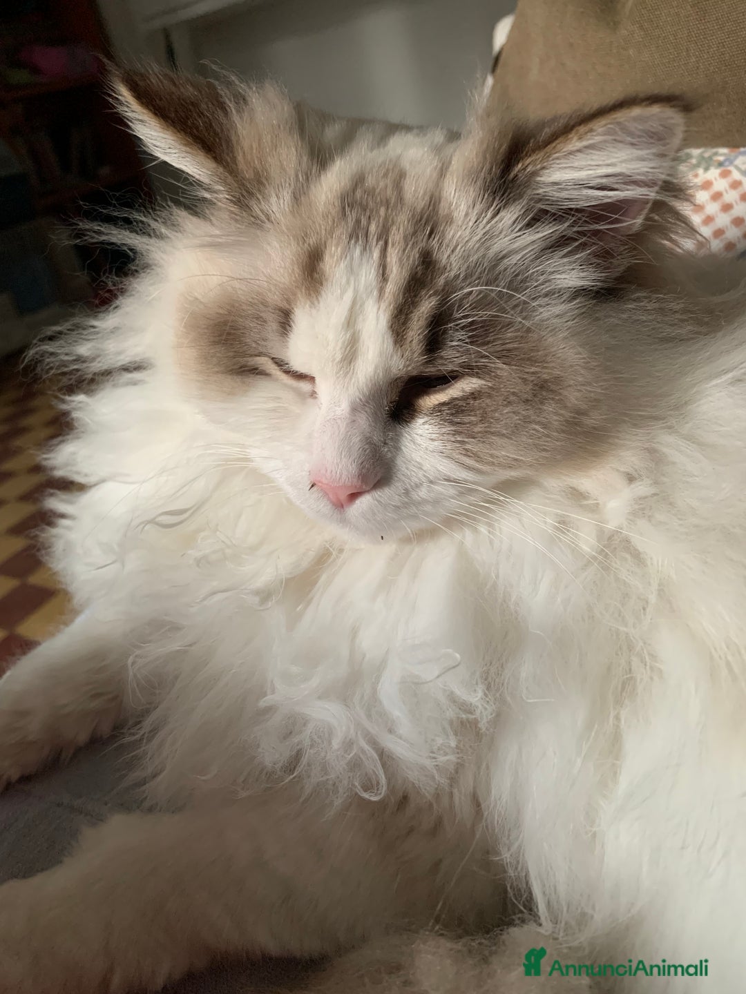 Ragdoll gatti in vendita: maschio ragdoll adulto  a Provincia di Forlì-Cesena - Immagine 4