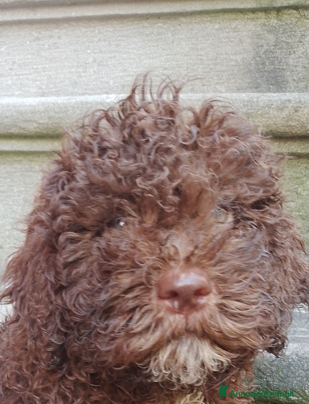 Lagotto cani in vendita: Cuccioli di Lagotto con pedigree, test e RX - Immagine 4