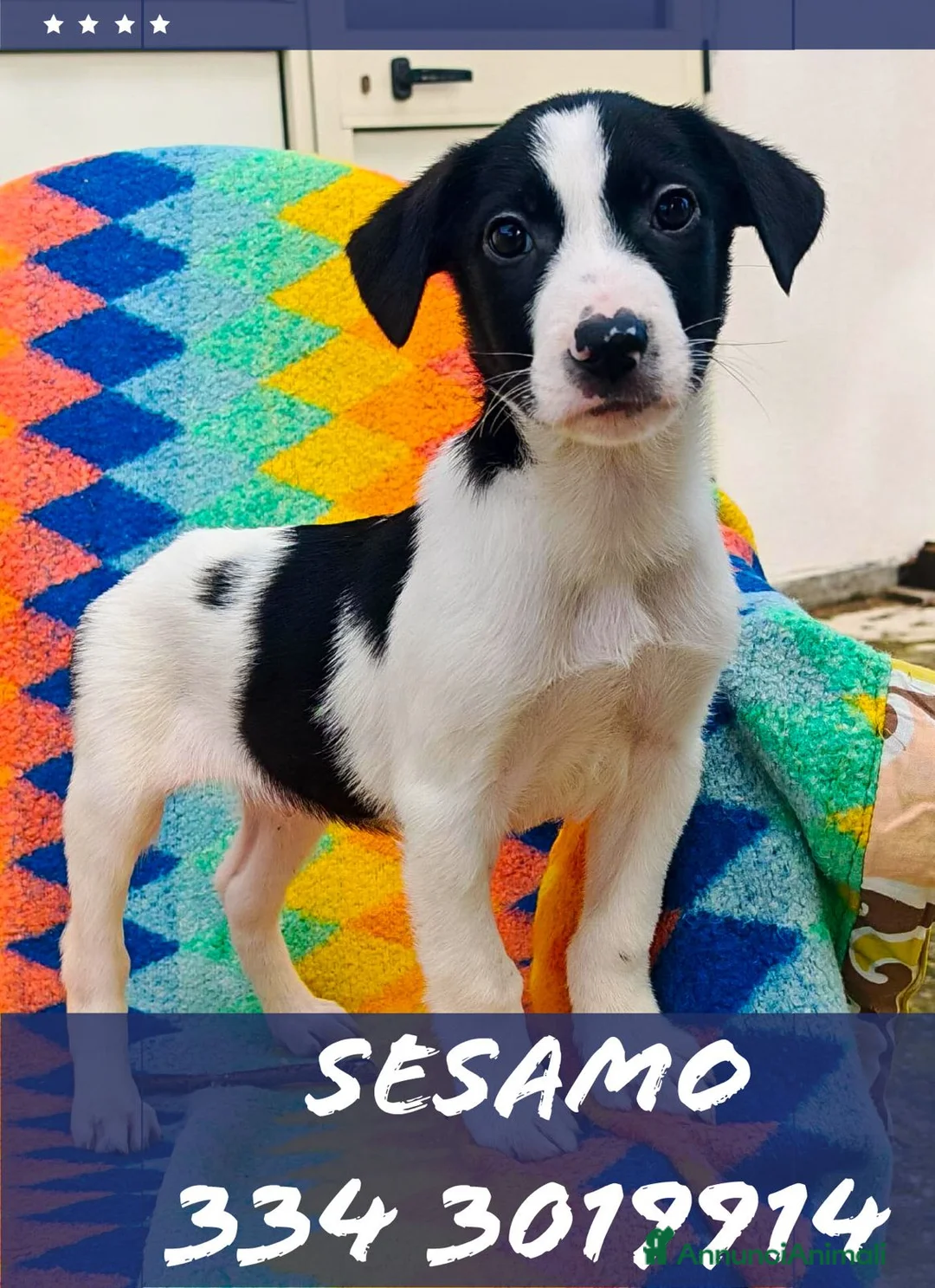 Meticcio cani in regalo: SESAMO 💙 - cucciolo futuro taglia media cerca 🏡  - Annuncio 1