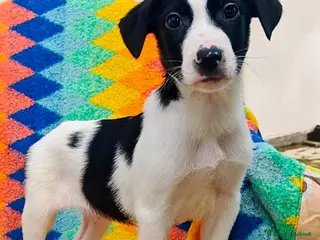 Meticcio cani SESAMO 💙 - cucciolo futuro taglia media cerca 🏡 - Annuncio 8