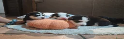 Husky cani in vendita: Cuccioli di siberian husky - Annuncio 19