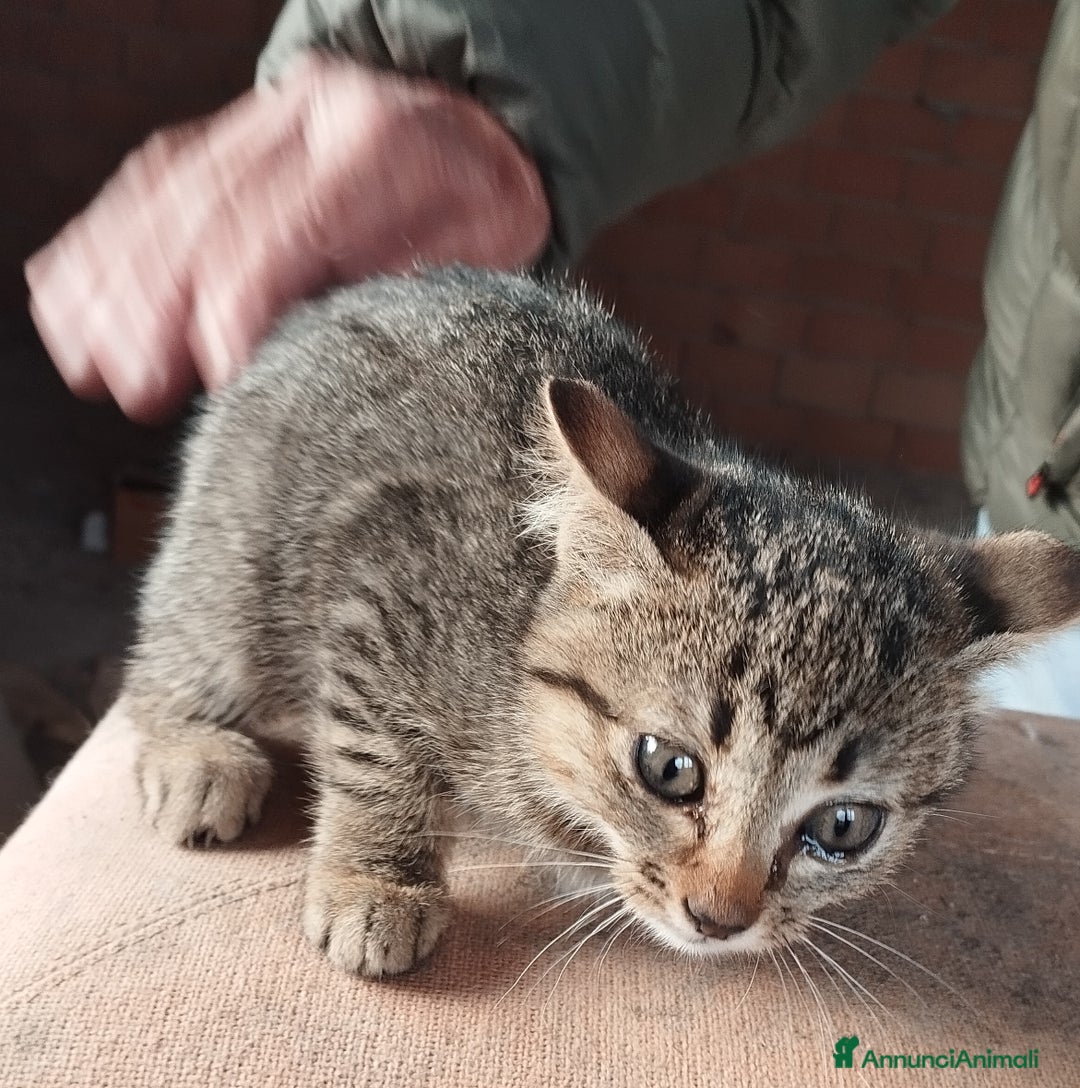 Europeo gatti in regalo: 3 simpatici tigratini - Annuncio 8