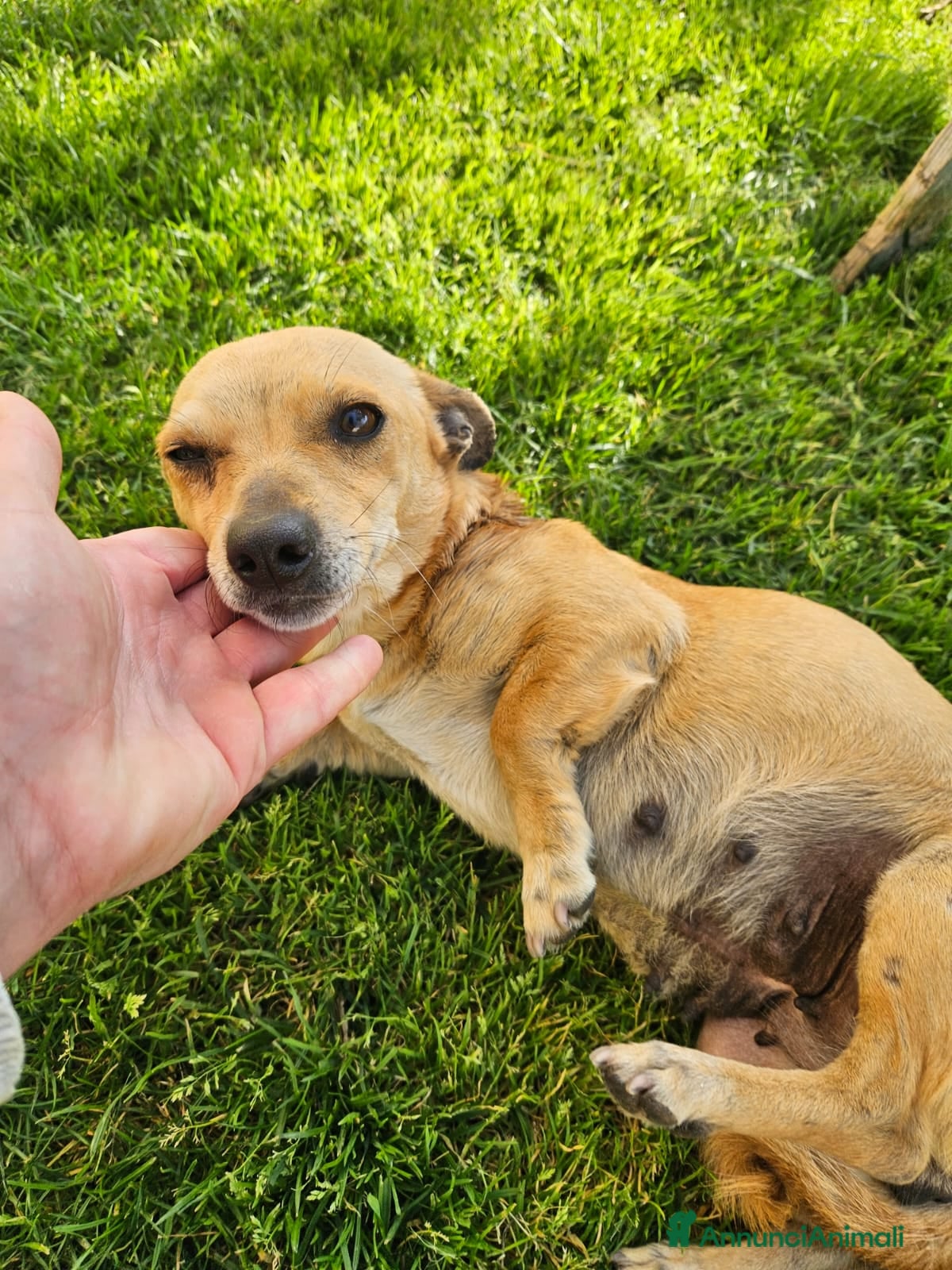 Meticcio cani IDA: 4 KG, 1 ANNO - Annuncio 28