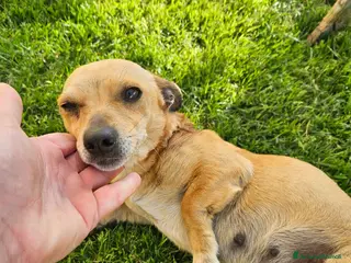 Meticcio cani IDA: 4 KG, 1 ANNO - Annuncio 28