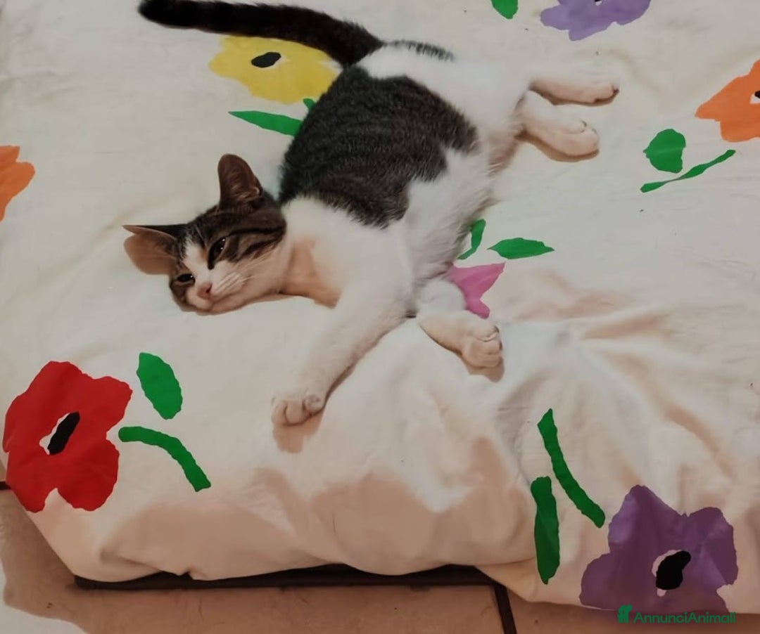 Europeo gatti in regalo: PICCOLO CONNOR 5 MESI DI DOLCEZZA - Annuncio 7