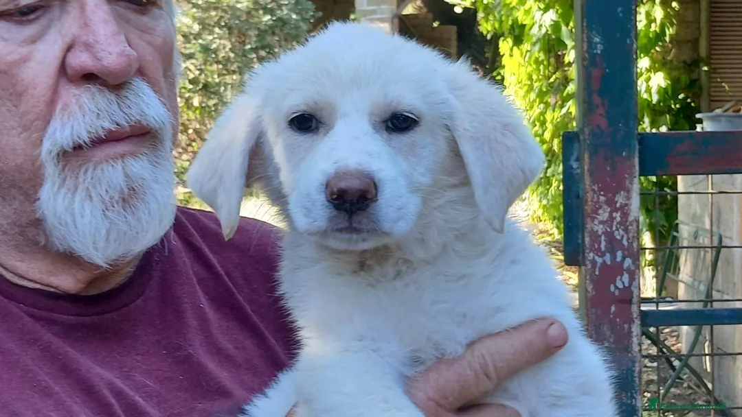 Meticcio cani in regalo: LA BELLISSIMA BRIGITTE CERCA ADOZIONE - Annuncio 4