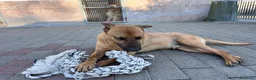 Meticcio cani in regalo: SONO ARGO CERCO CASA - Annuncio 12