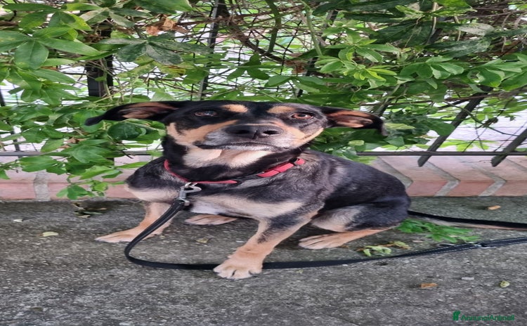 Meticcio cani a Provincia di Varese - Annuncio 14