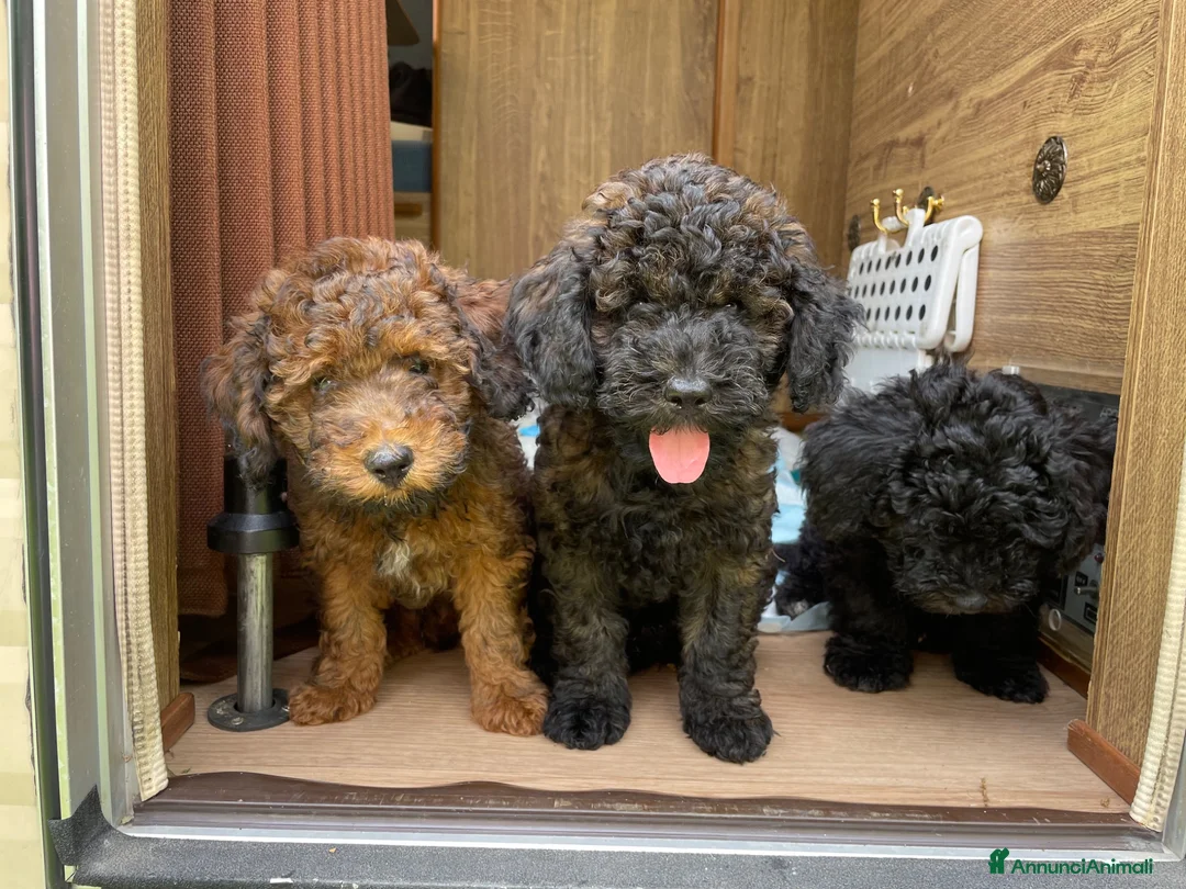 Barboncino cani in vendita: Ultimo maschietto di barboncino a Provincia di Pescara - Annuncio 2