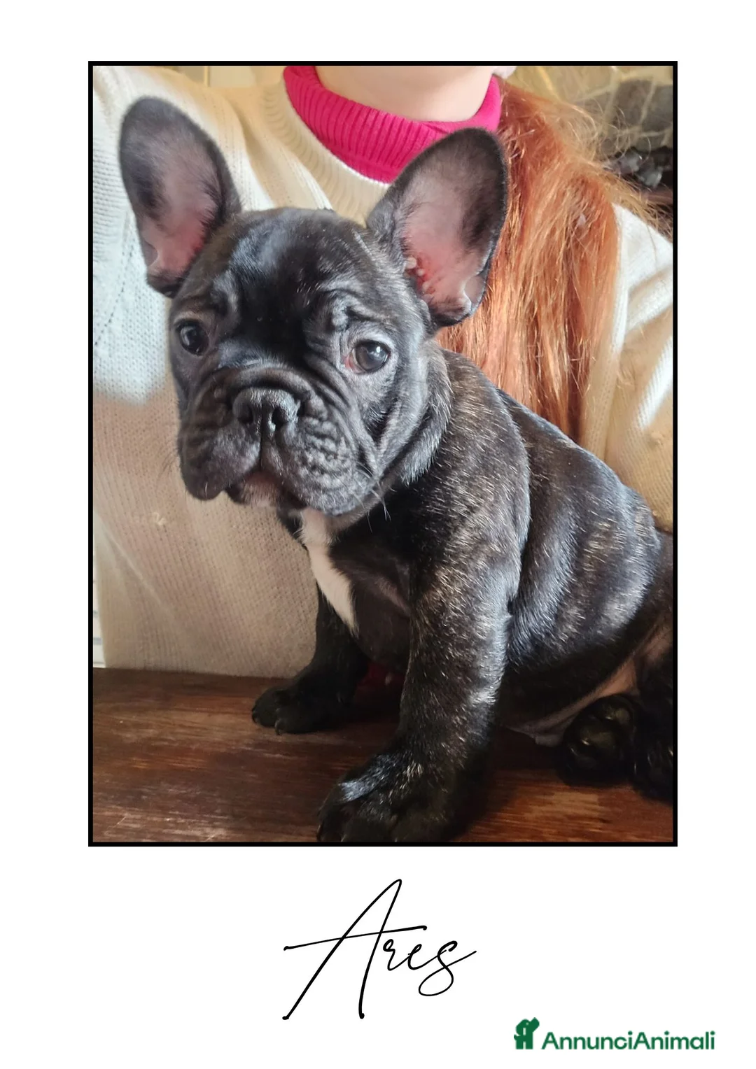 Bulldog Francese cani in vendita: Disponibili cuccioli di Bulldog Francese - Annuncio 9