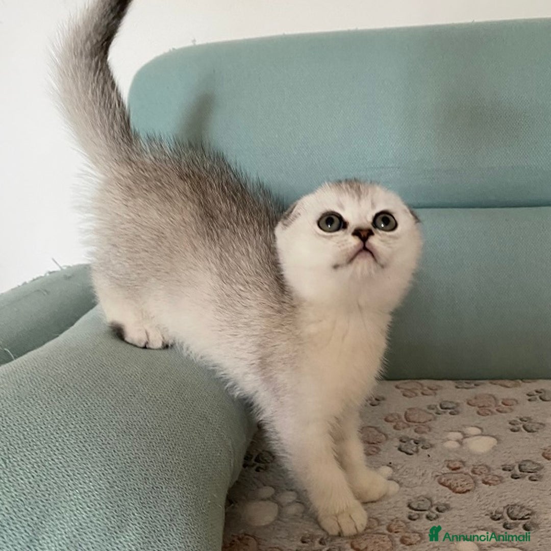 Scottish gatti in vendita: Cuccioli Scottish Fold e Straight a Villafranca di Verona - Immagine 5