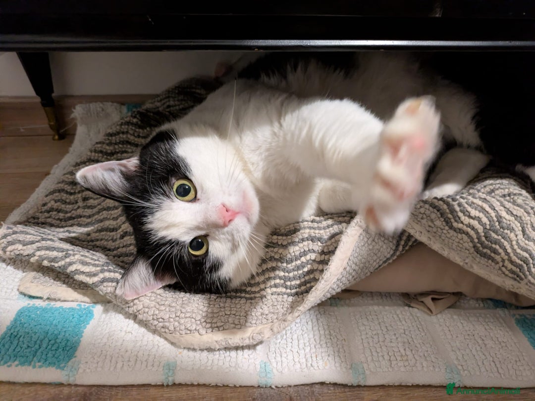 Meticcio gatti in regalo: Mau micione timido buono e bello - Annuncio 4