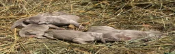 Weimaraner cani in vendita: Cucciolata di 6 weimaraner  - Annuncio 14