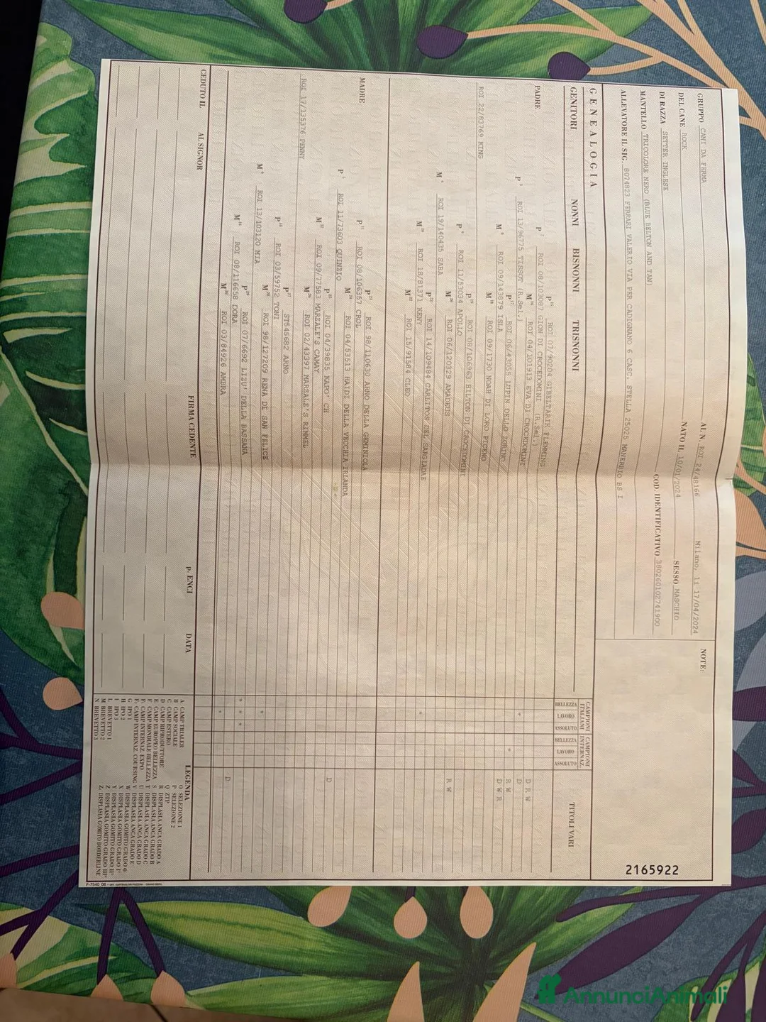 Setter Inglese cani in vendita: Cedo setter inglese di 2 anni - Annuncio 3