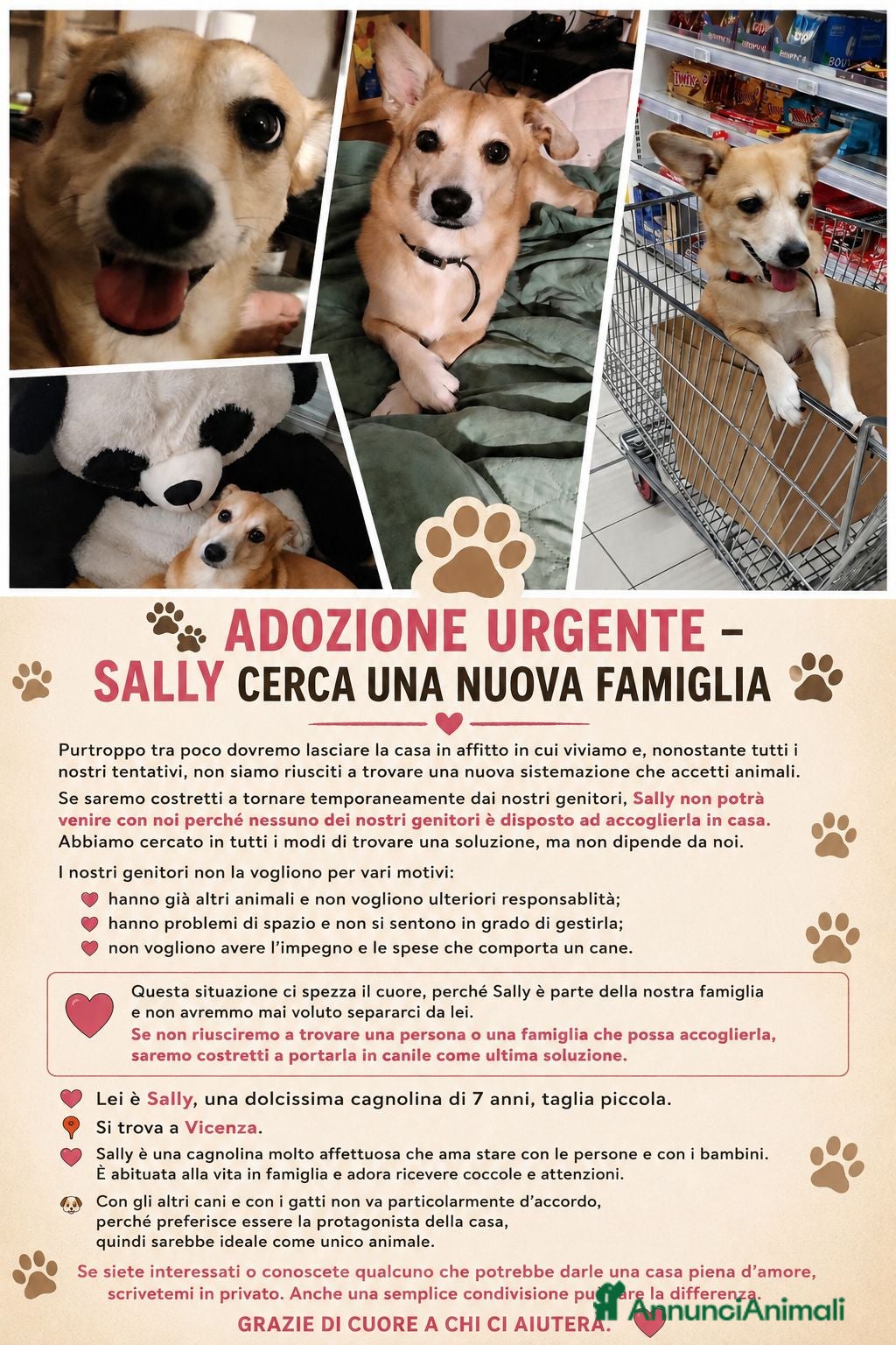 Meticcio cani Nuova casa per sally - Annuncio 2
