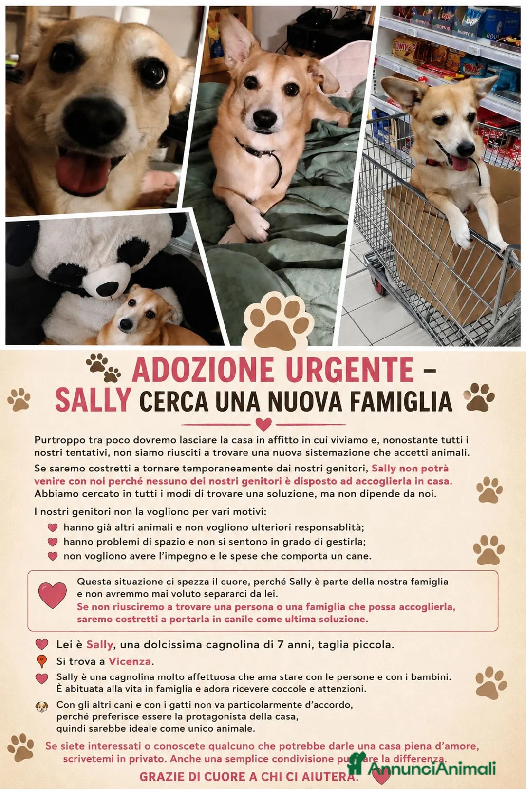 Meticcio cani in regalo: Nuova casa per sally a Provincia di Vicenza - Annuncio 1