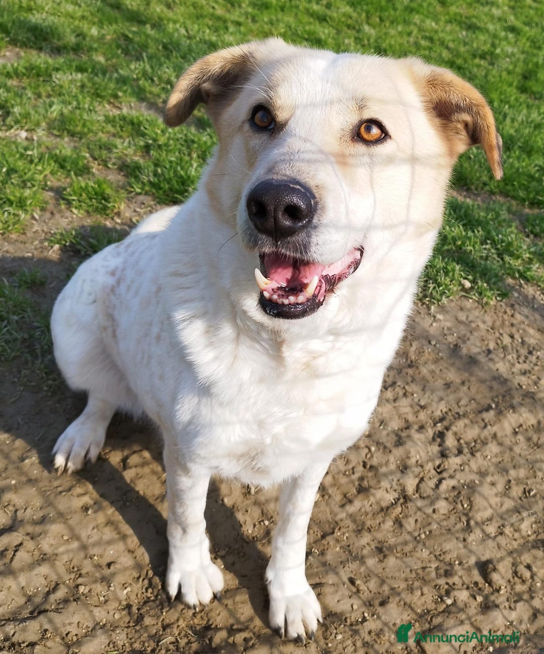 Meticcio cani in regalo: Bob cerca casa  - Annuncio 6