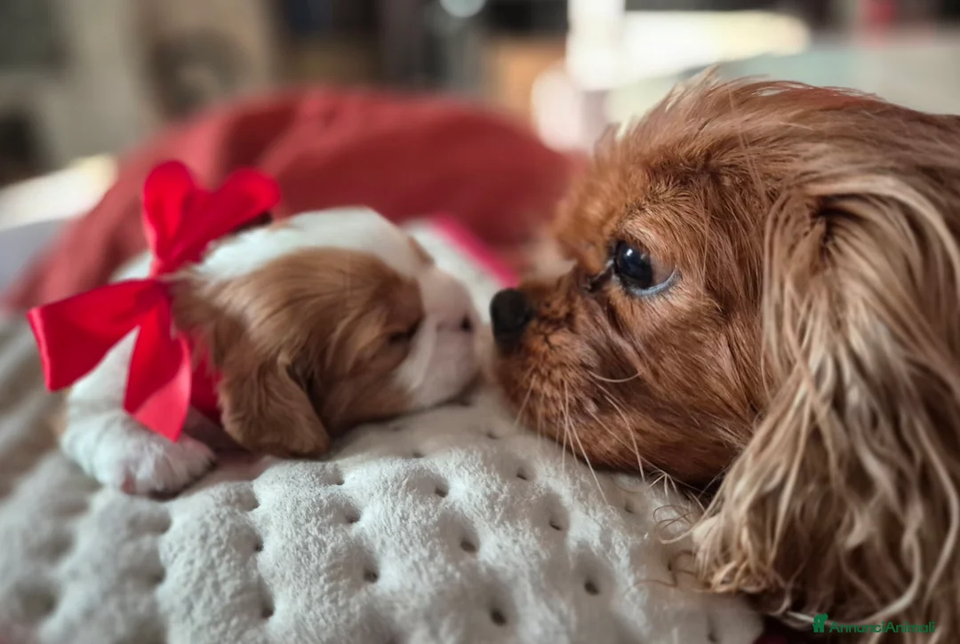 Cavalier King cani in vendita: Cuccioli Cavalier King Charles Spaniel  - Annuncio 5