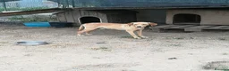 Meticcio cani in regalo: JAZZ ASPETTA UNA MAMMA  a Città metropolitana di Milano - Annuncio 5