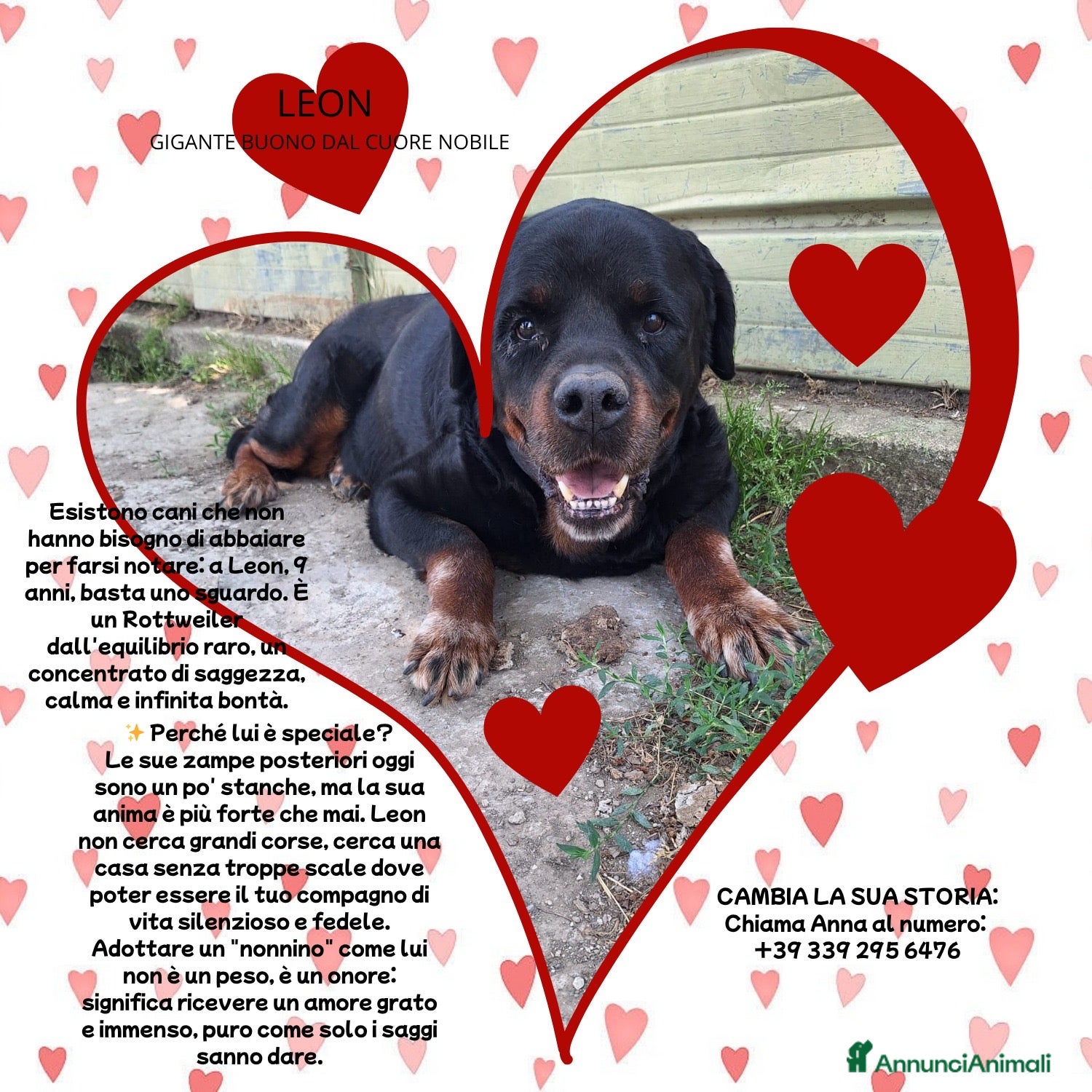 Rottweiler cani ADOZ.DEL💔:box75:magnifico, una montagna di dolcez - Annuncio 15