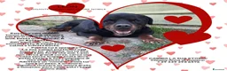 Rottweiler cani in regalo: ADOZ.DEL💔:box75:magnifico, una montagna di dolcez - Annuncio 1