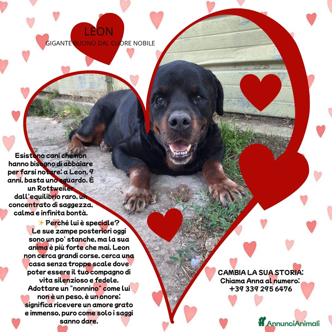Rottweiler cani in regalo: ADOZ.DEL💔:box75:magnifico, una montagna di dolcez - Annuncio 1