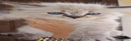 Siberiano gatti in vendita: Gattini siberiani neva  - Annuncio 3