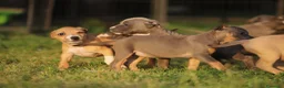 Pitbull cani in vendita: Cuccioli Pit Bull con Pedigree anche a rate  - Annuncio 28