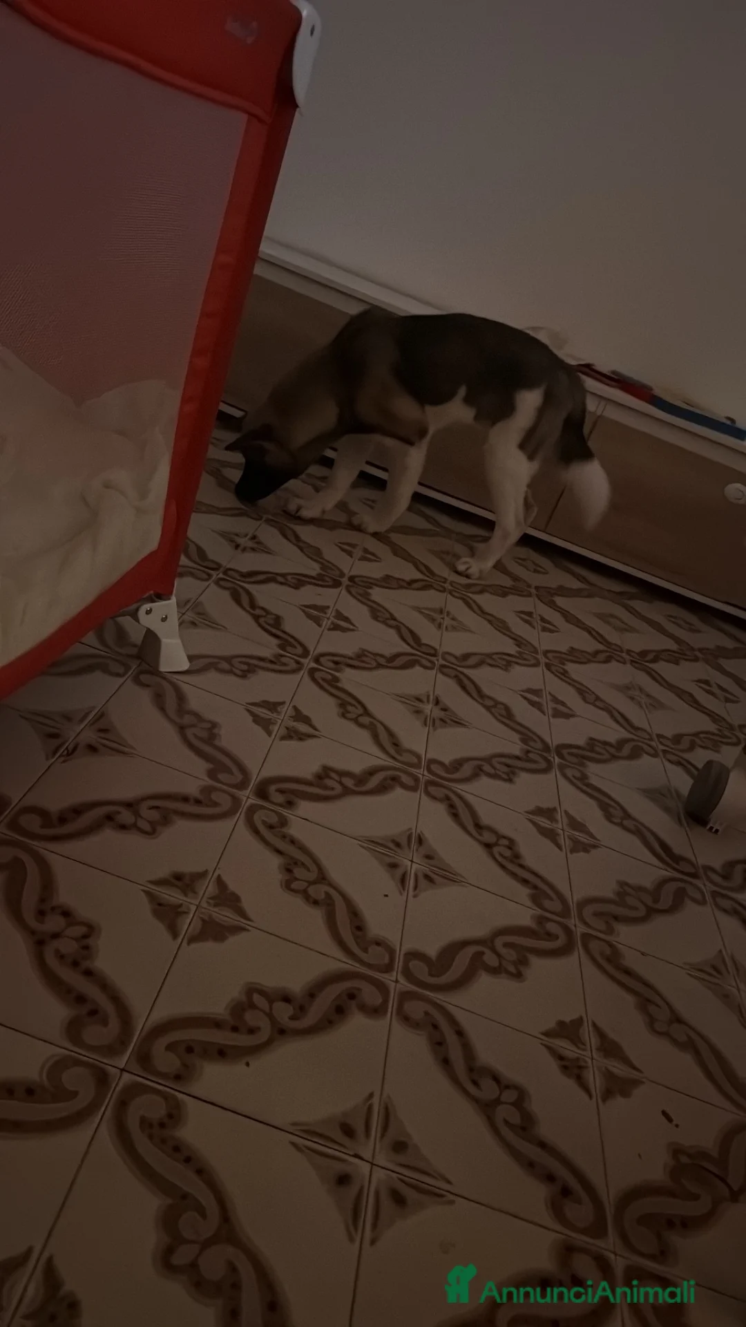Akita Americano cani in vendita: Cucciola akita americano  a Provincia di Nuoro - Annuncio 5