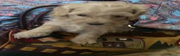 Barboncino cani in vendita: Barboncini toy - Annuncio 11
