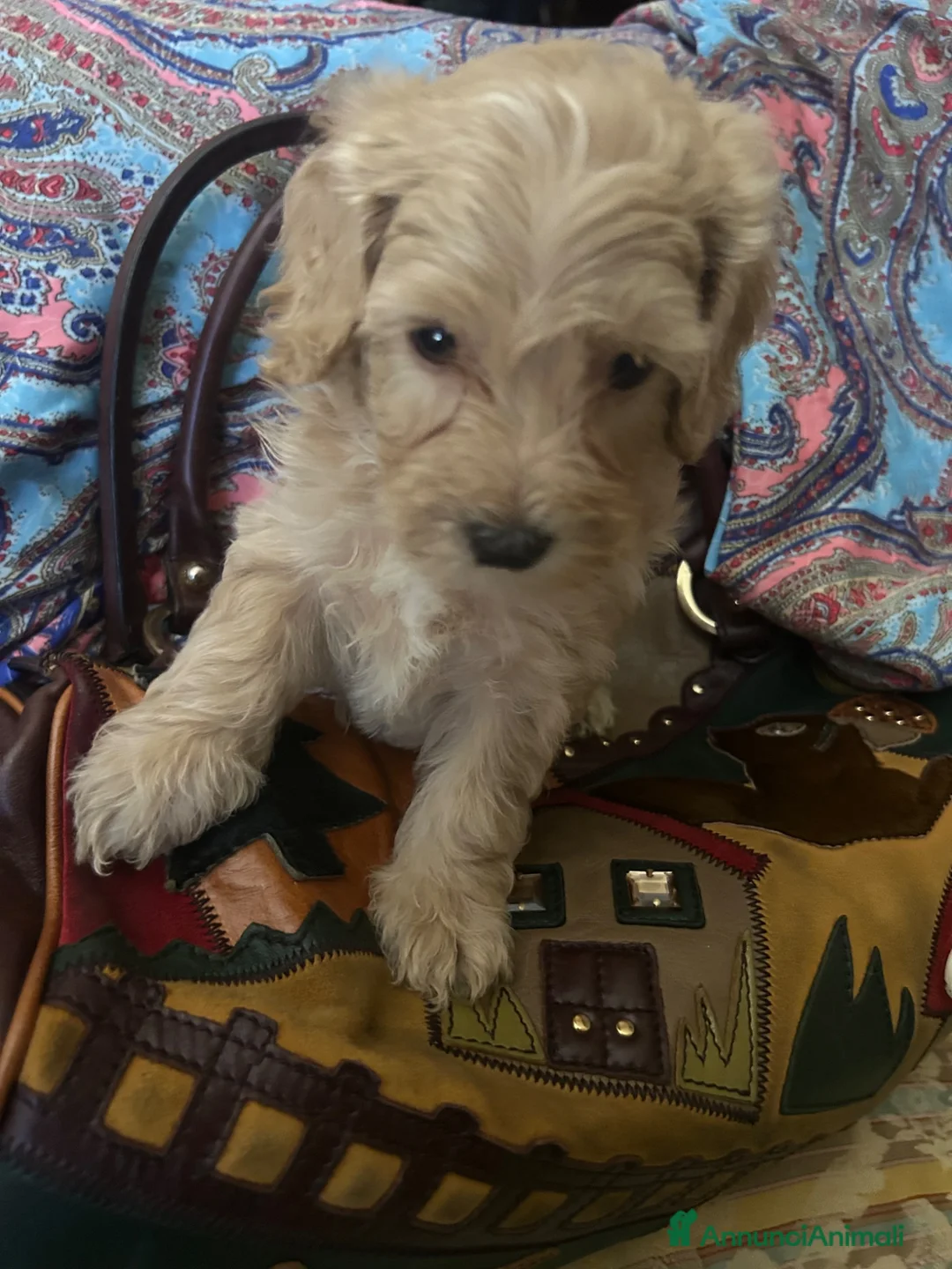 Barboncino cani in vendita: Barboncini toy - Annuncio 11