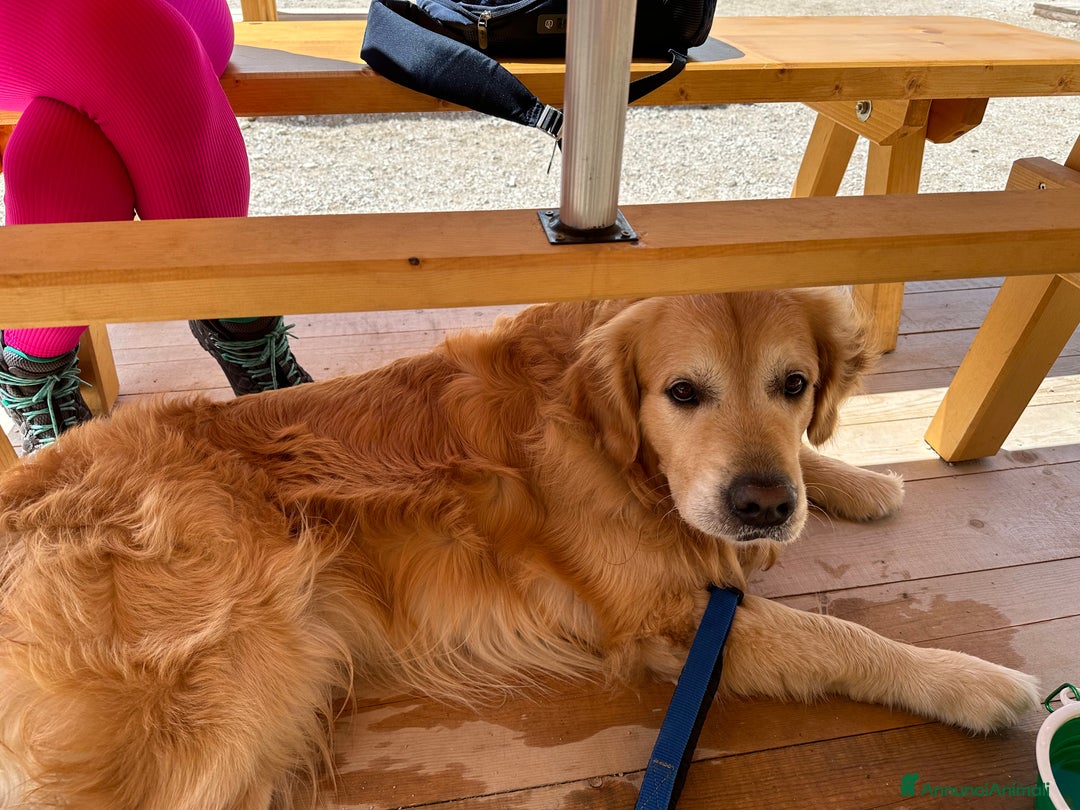 Golden Retriever cani per accoppiamento: Gregorio cerca la sua dolce metà 🐶❤️ a Provincia di Frosinone - Annuncio 8