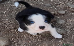 Border Collie cani in vendita: Cuccioli Border collie linea da lavoro  a Provincia di Modena - Immagine 14