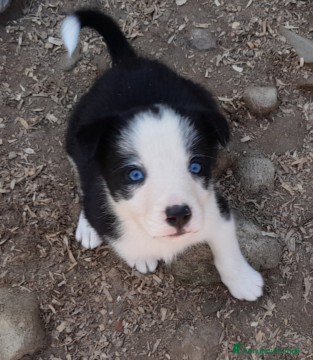 Border Collie cani in vendita: Cuccioli Border collie linea da lavoro  a Provincia di Modena - Immagine 14