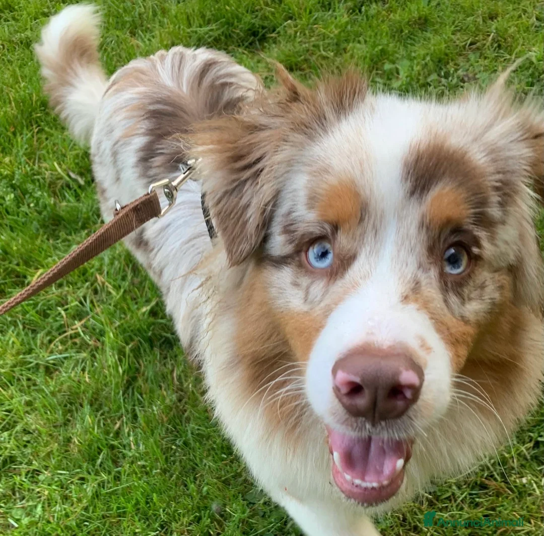 Australian Shepherd cani in vendita: Cucciolo Australian 7 mesi con pedigree a Città metropolitana di Milano - Annuncio 1