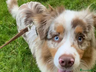 Australian Shepherd cani Cucciolo Australian 7 mesi con pedigree - Annuncio 1