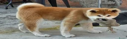 Akita Inu cani in vendita: Cucciolo Akita Inu Pedigree  - Annuncio 5