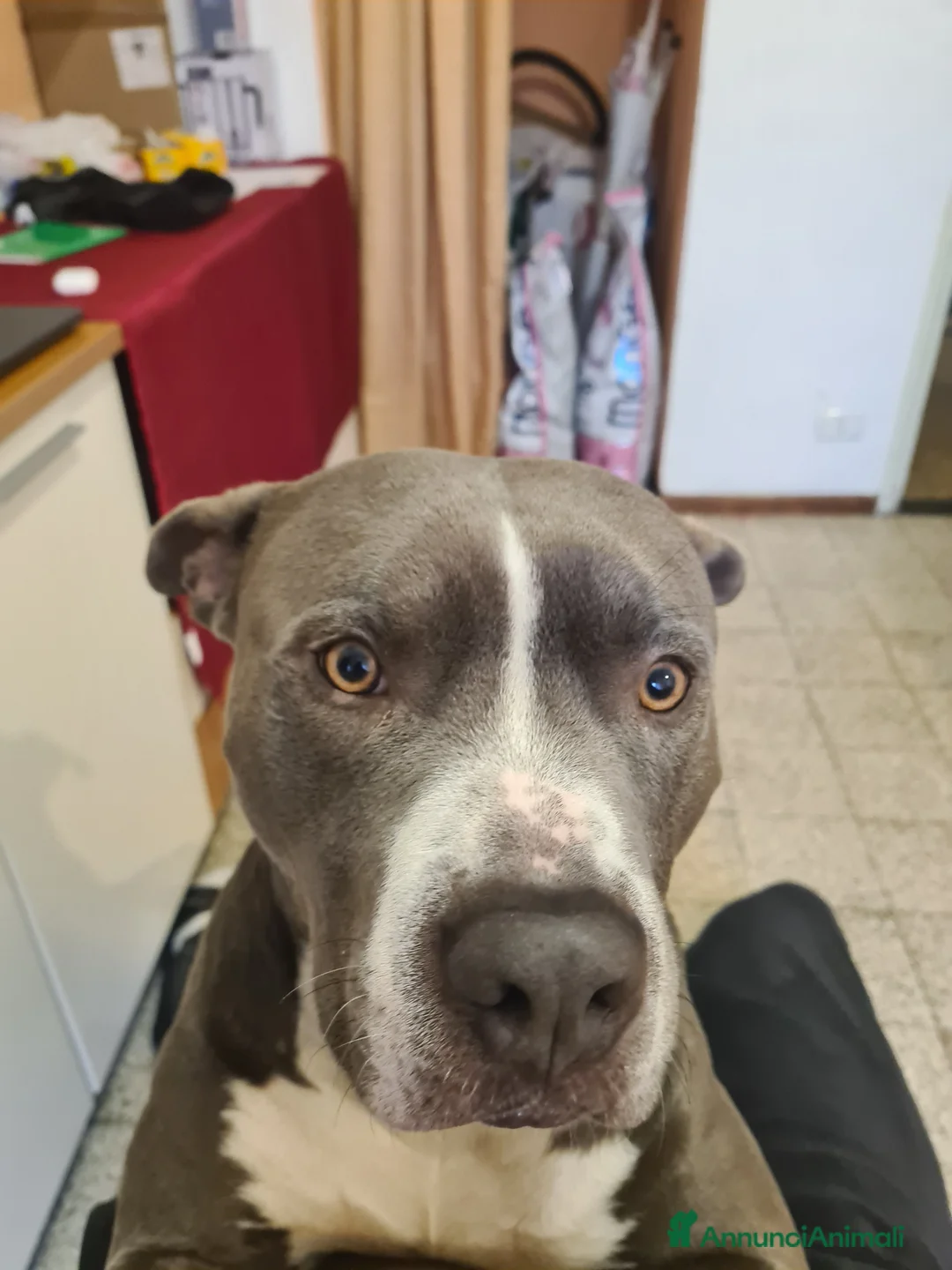 Pitbull cani per accoppiamento: Tyson - Annuncio 4