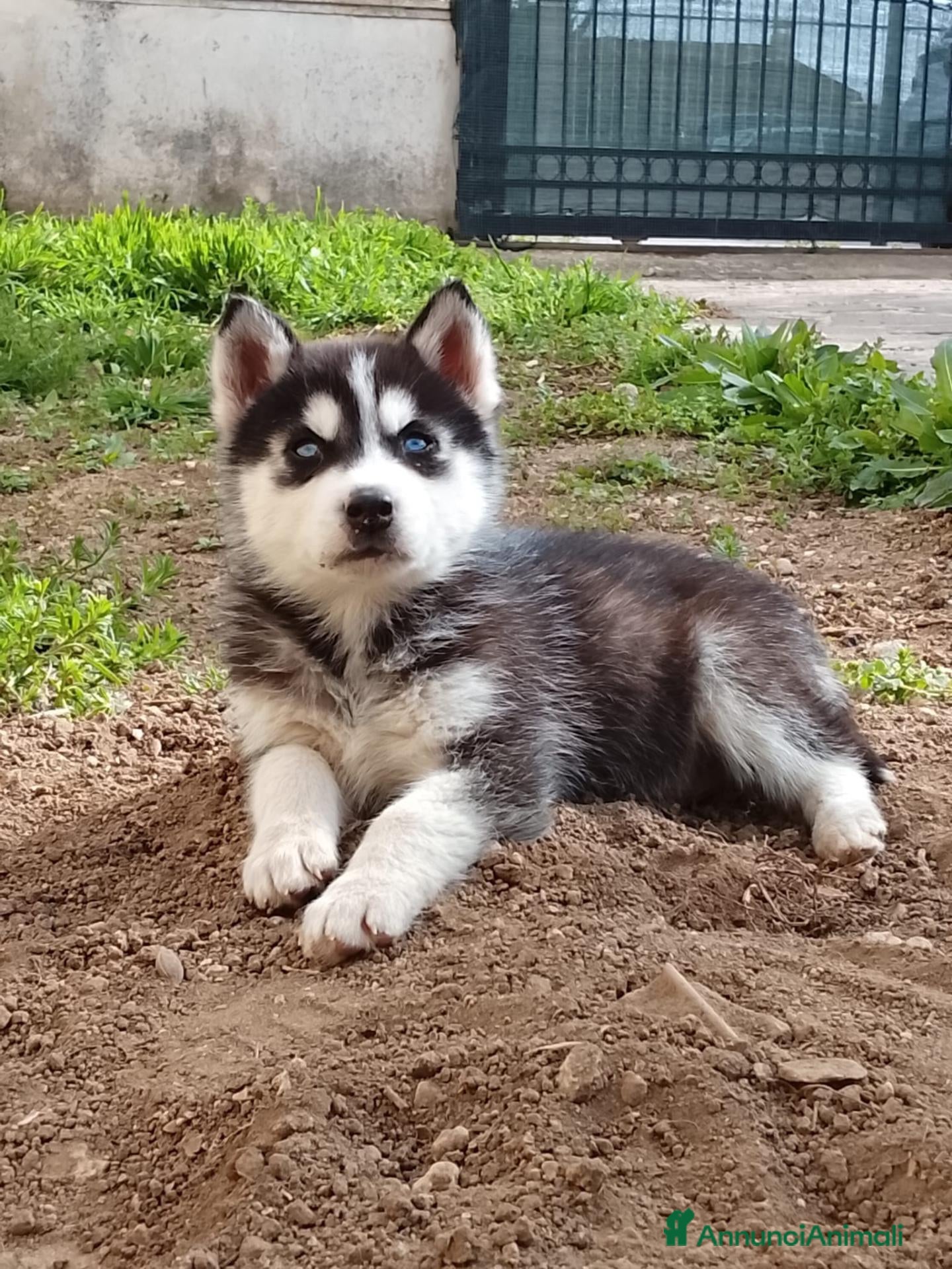 Husky cani Siberian Husky - Annuncio 1