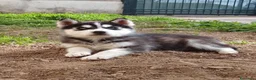 Husky cani in vendita: Siberian Husky - Annuncio 1