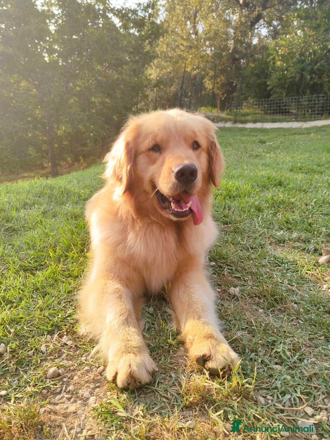 Golden Retriever cani in vendita: Cuccioli di Golden Retriever - LINEA AMERICANA  a Provincia di Pescara - Immagine 7