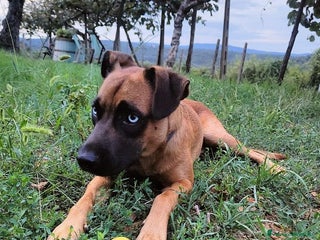 Meticcio cani BLU buono con le persone. No cani! - Annuncio 6