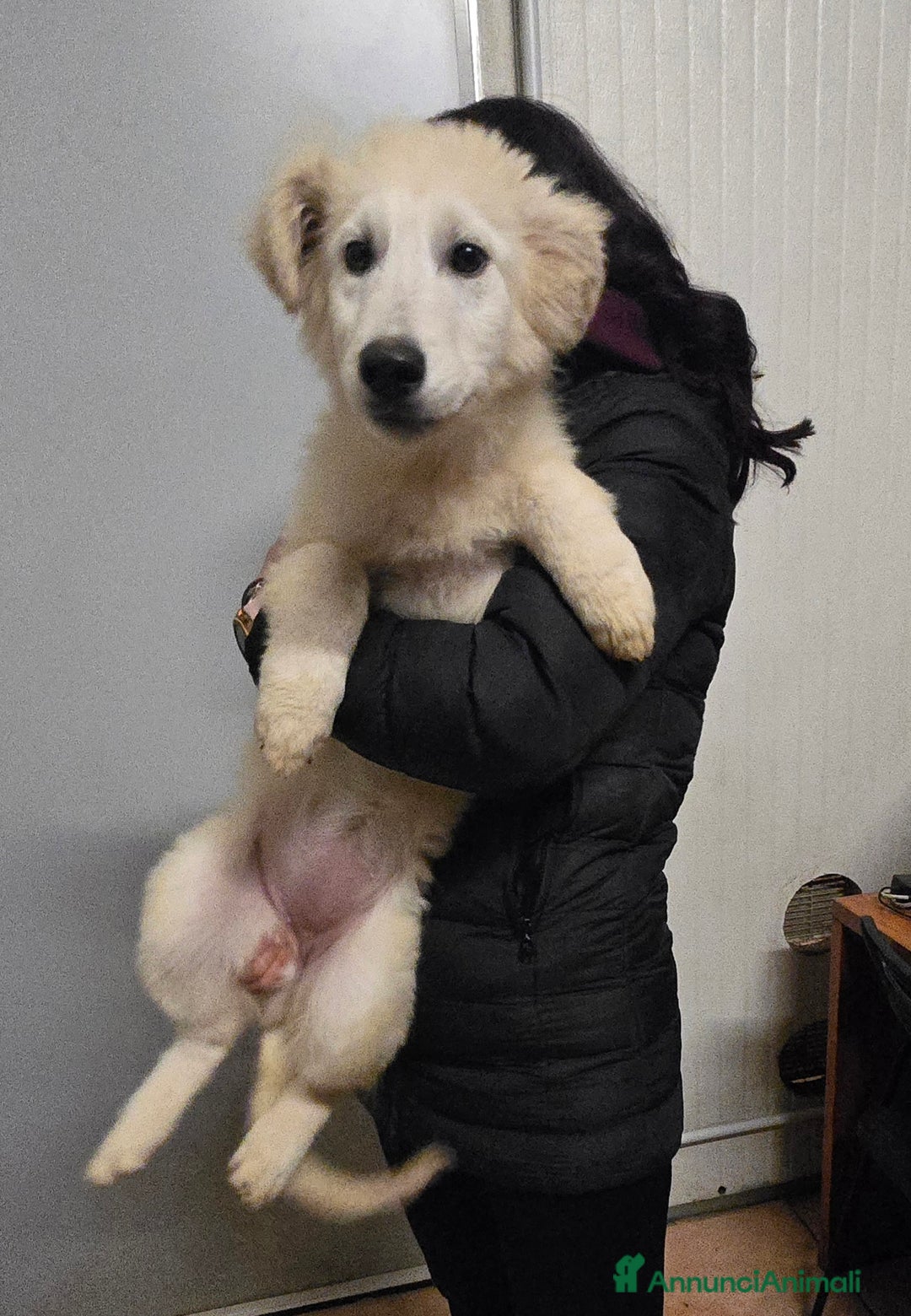 Pastore Svizzero cani in vendita: Ultime 2 cucciole di Pastore Svizzero Bianco - Annuncio 2